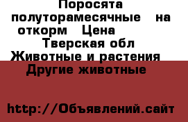 Поросята полуторамесячные,  на откорм › Цена ­ 2 000 - Тверская обл. Животные и растения » Другие животные   